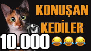 Youtube Video Statistics For Konusan Kediler 10000 En Komik Kedi Videolari Noxinfluencer