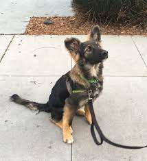 We did not find results for: German Shepherd Siberian Husky Border Collie Mix Novocom Top