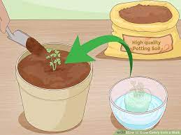 How To Grow Celery From A Stalk Growing Celery Regrow Vegetables Celery Plant