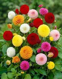 Pom Pom Pompon Zinnia Seeds Usa Garden Flower Rainbow Colorful Lilliput Sunflower Rose Live Plant Marigold Organic 2021 Fast Shipping In 2021 Flower Seeds Chinese Flowers Bulb Flowers