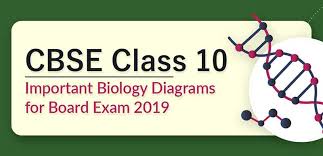 In this video himanshu arya teach you how you make a neuron diagram in 1 minutes it is important for class 10 as well as class9. Cbse Class 10 Important Biology Diagrams For Board Exam 2019