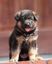 German shepherds are most often abandoned when they are six months old and is a german shepherd puppy right for you? Capriole Farm German Shepherds