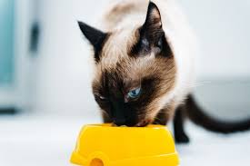 Los juegos de cocina gratis más divertidos están en wambie.com. Que Alimentos Se Puede Dar A Un Gato Si Se Acaba Su Comida My Animals