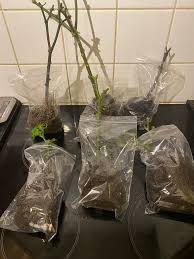 Image result for Monadenium spinulosum