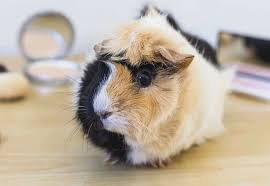 Buy Healthy Guinea Pigs For Sale In Kapurthala At Affordable Price