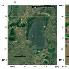 Image result for Tragia grandistipularis