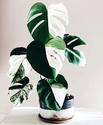My Jungle Home On Instagram Coming Soon Monstera Variegata Will Be Available At Our Pop Up Shop O Variegated Plants Plant Goals Pretty Plants