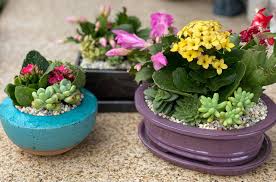 California cactus center is southen california's premiere specialty nursery featuring cactus and succulent from the around the world. Cactus Center Home Facebook