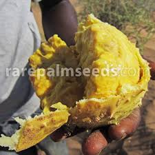 Image result for Acanthosicyos