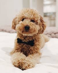 Milo Conte On Instagram I M A Gentleman Chivalry Is Not Dead Dogs Toy Goldendoodle Cute Little Kittens
