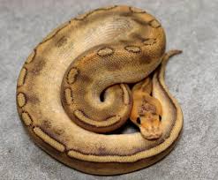 Ball pythons underground reptiles supplies some of the best ball pythons for sale in the world! Baby Champagne Ball Pythons For Sale