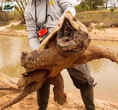 Save & print free walking alligator snapping turtle coloring pages coloring worksheets for your child to strengthen world of imagination & creativity. Species Spotlight Vol 16 Turtle Survival Alliance