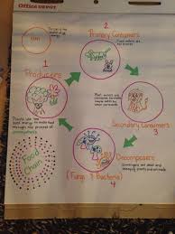 Food Chain 4th Grade 4th Grade Science Projects 4th Grade