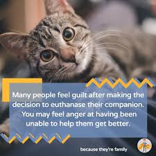This video offers comfort and support if you're wondering what your dying dog thinks about pet euthanasia or if you're grieving the loss of a pet after euthanasia. Saying Goodbye The Right Time To Euthanize Your Pet Our Pets Health