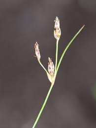 Image result for Bulbostylis trabeculata