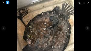 Penangkapan madidihang (thunnus albacares) berdasarkan suhu permukaan laut dan. Misterius Monster Ikan Laut Dalam Ditemukan Terdampar