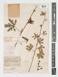 Image result for Hibiscus nigricaulis