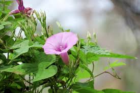 Image result for Ipomoea barteri