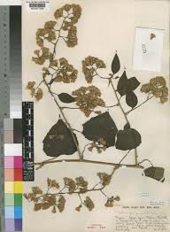 Image result for Mikaniopsis