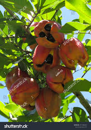 Image result for Blighia