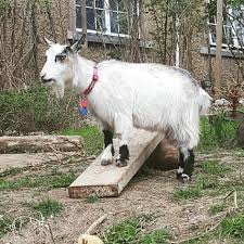 It Seems That The Answer Is No One Cannot Play See Saw On One S Own