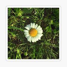 Check spelling or type a new query. Miss Daisy Stickers Redbubble