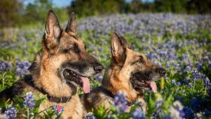 There are millions of homeless dogs across the country. Welcome To Austin German Shepherd Dog Rescue Austin German Shepherd Dog Rescue
