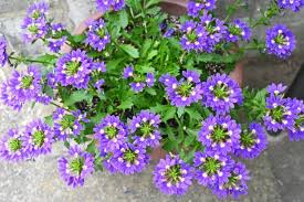 Image result for Goodeniaceae