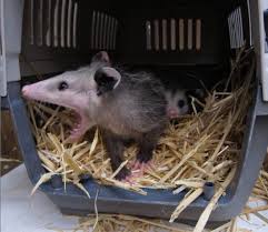 Rescued Baby Opossums Wildcare