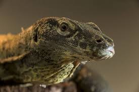 Argentine Black And White Tegu For Sale Canada Juvenile Komodo Dragon Komodo Dragon Animals Reptiles And Amphibians