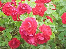 Image result for Rosa sp.