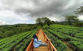 Kebun teh wonosari malang jawa timur. Bukit Kuneer Wonosari Kebun Teh Paling Hits Di Malang