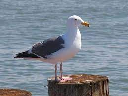 We did not find results for: Ø§Ù„Ø¨Ø±Ø§Ø±Ù‰ Ù†ÙˆØ±Ø³ Ø¬Ù†Ø³ Ù…Ù† Ø§Ù„Ø·ÙŠÙˆØ± Ø§Ù„ØªØµÙ†ÙŠÙ Ø§Ù„Ø¹Ù„Ù…ÙŠ Facebook