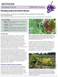Image result for Grapevine leafroll virus