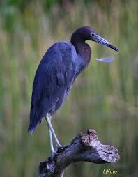 Little Blue Heron Kus