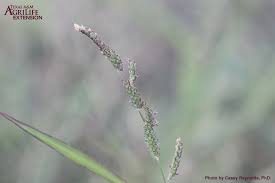 Image result for Agrocharis incognita