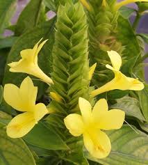 Image result for Barleria oxyphylla