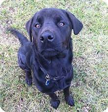 Maybe you would like to learn more about one of these? Lab Rottweiler Cross Black Diamond Cleveland Oh Labrador Retriever Rottweiler Mix Labrador Retriever Rottweiler Mix Labrador Retriever Mix