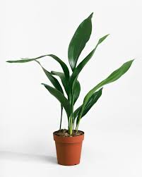 Image result for Aspidistra