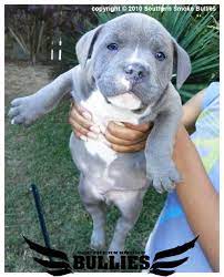 Pocket Bullies For Sale Pitbull Bully Breeding Southern Smoke S Bully Breeds Dogs Bully Breeds Pitbulls