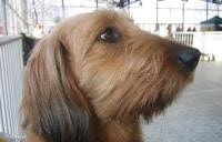 Image result for štýrský brakýř