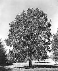 Check spelling or type a new query. Eight Common Oak Trees Important For Deer Survival And Hunter Success Whitetail Properties