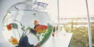 Ikan niasa juga sering disebut dengan nama ikan malawi golden chichlid ini karena memang ikan niasa masih tergolong dalam family cichilidae. 5 Jenis Ikan Hias Asli Indonesia Yang Cocok Dipelihara Di Rumah Merdeka Com