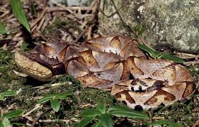 Image result for Distephanus divaricatus