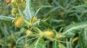 Aceasta parte a tratamentului cuprinde remediile fitoterapeutice si ortomoleculare indicate de aparatul scio, alimentatia personalizata cf. Glanda Tiroida 10 Plante Pentru Tratamentul Naturist In Hiper Si Hipotiroidism