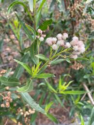 Image result for Maerua salicifolia