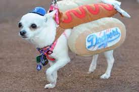 Dodger Dog Dodger Dog I Love Dogs Lets Go Dodgers