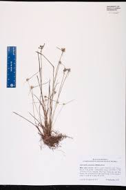 Image result for Cyperus maculatus