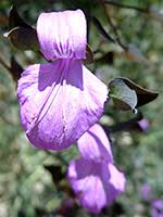 Image result for Dicliptera pumila