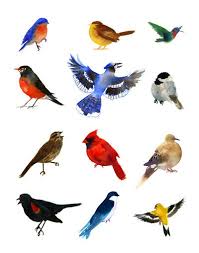 Birds Of The Southwest Birds Of Southwest Virginia Art Print Beautiful Birds Bird Art Virginia Art